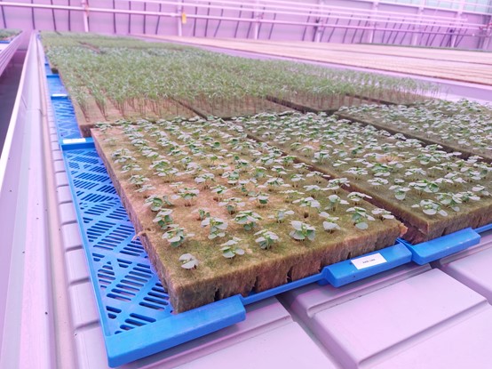 Stonewool for hydroponic cultivation.jpg